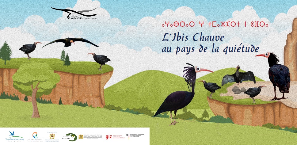 Ibis chauve