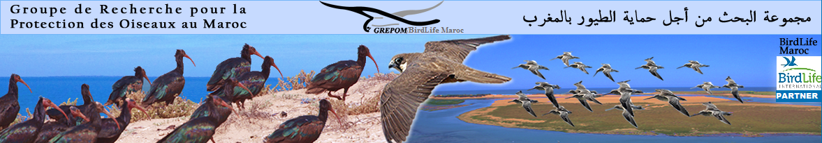 GREPOM/BirdLife Maroc