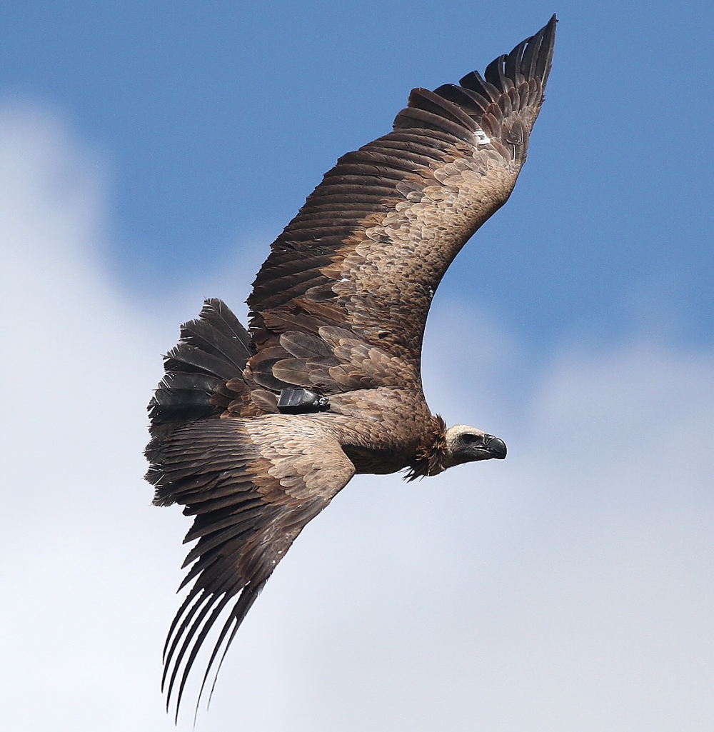 vautour africain