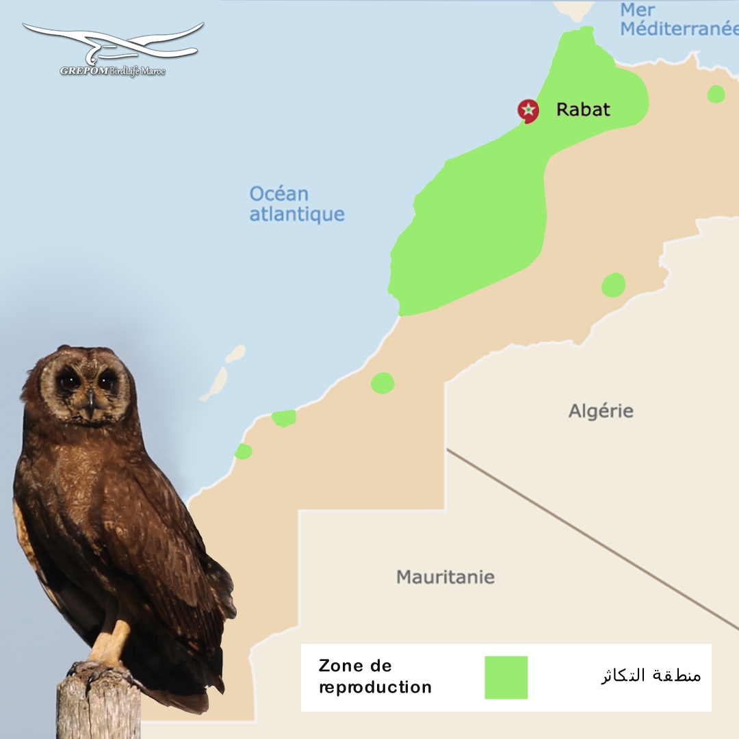 Hibou du Cap (Asio capensis tingitanus) بومة الكاب GREPOM/BirdLife Maroc