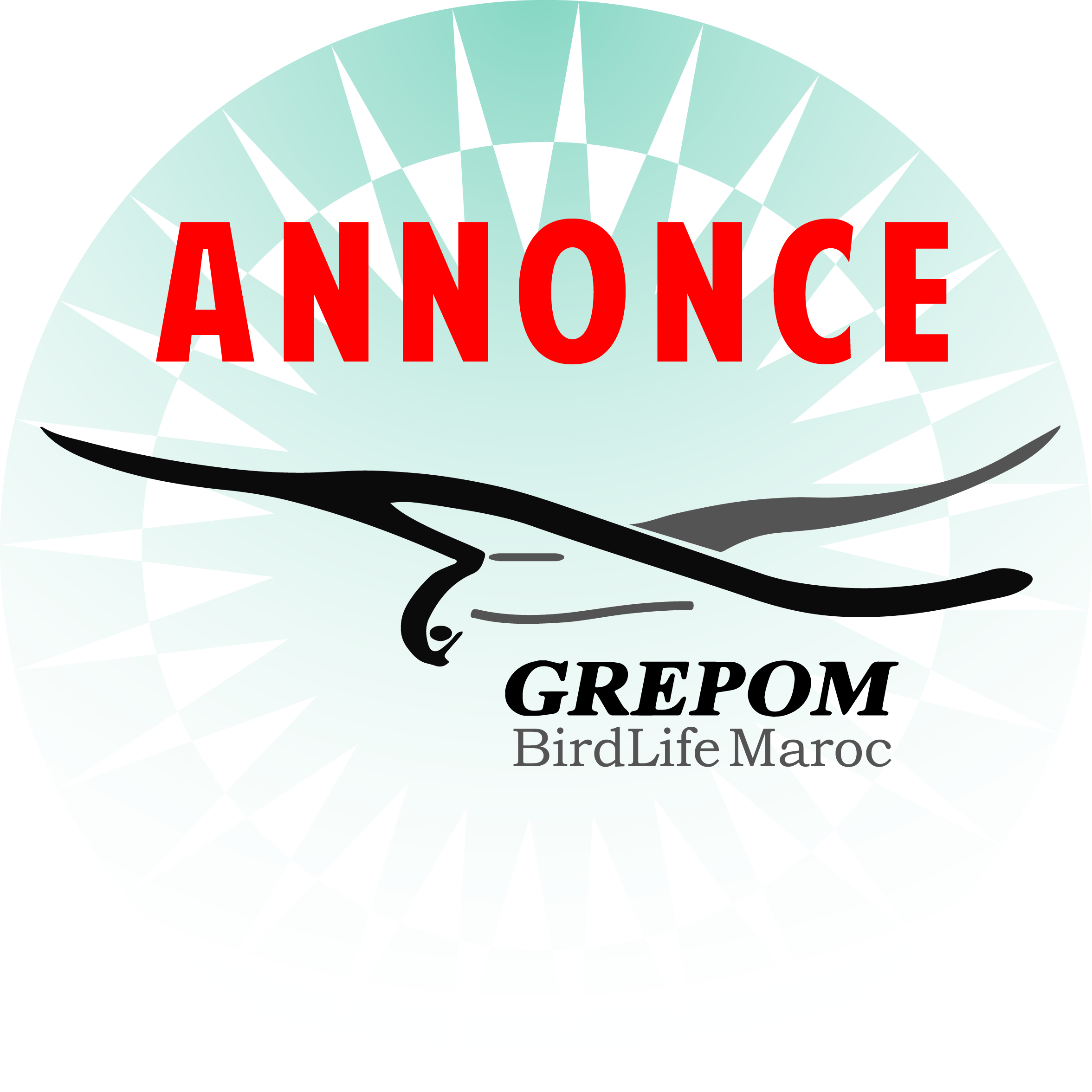GREPOM coordonne la compagne de suivi de la migration de la Spatule Blanche