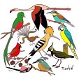 Concours de dessin ‘les oiseaux migrateurs ‘
