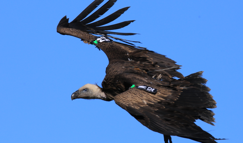 Rüppell’s Vulture monitoring in Morocco gets boost by international collaboration