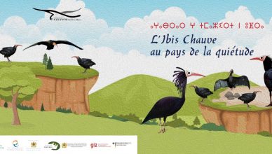 Ibis chauve