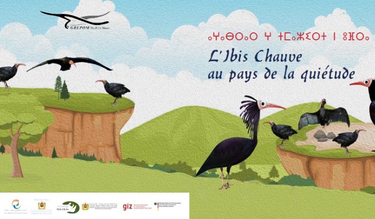 Ibis chauve