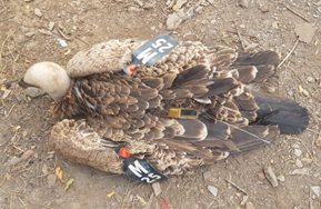 Collision et dénutrition de 2 vautours fauves accueillis au CRV Jbel Moussa, 6 autres, en état affaibli, bénéficient du charnier