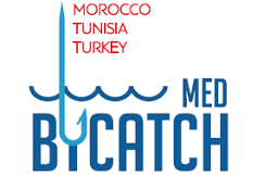 Projet de captures accessoires ‘’Bycatch  » : Témoignages de pêcheurs dans la méditerranée