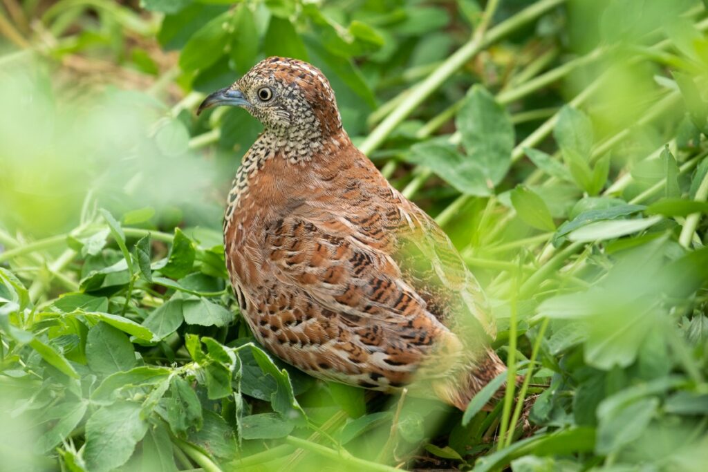 Turnix d’Andalousie (Turnix sylvaticus), près de Sidi Abed, Doukkala, Maroc (Diedert Koppenol)