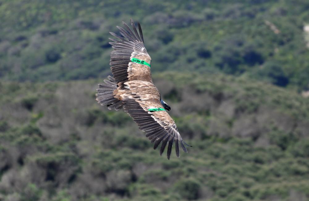 GREPOM célèbre la Journée Mondiale des Oiseaux Migrateurs JMOM 2015